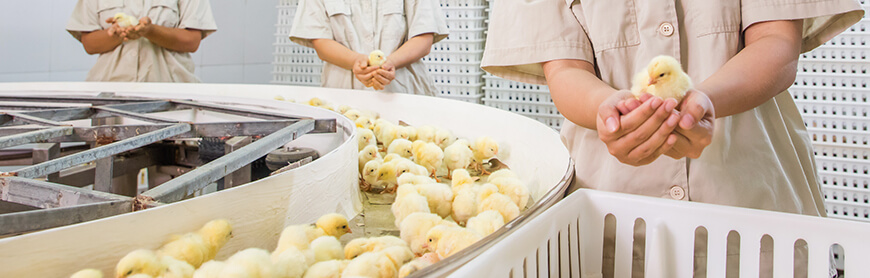 AGGAME·(中国区)集团官方网站