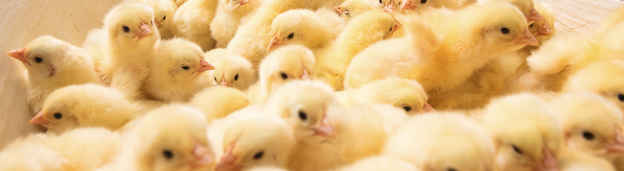 AGGAME·(中国区)集团官方网站